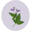 cleome